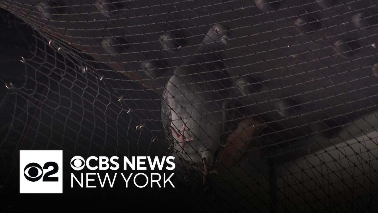 Pigeons trapped in netting at GWB bus station