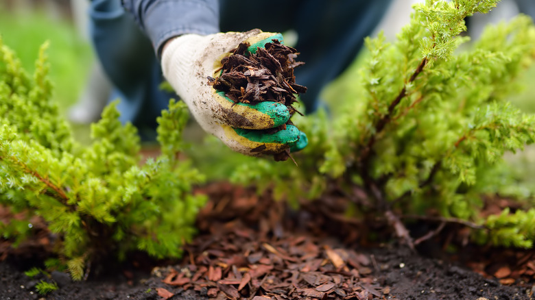 How to care for a boxwood shrub