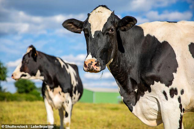Mad cow disease is confirmed at UK farm
