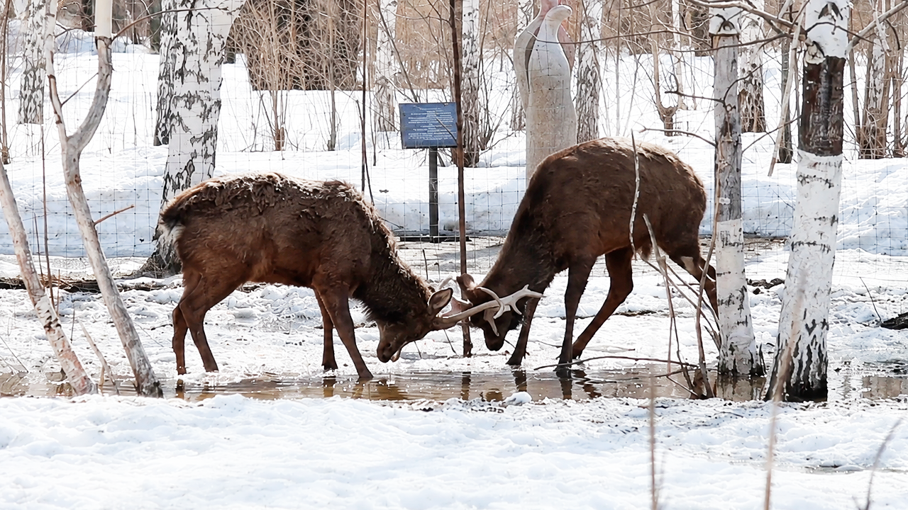 I filmed two massive deer fighting