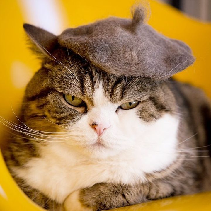 scottish-fold-the-cats-that-won-the-web-s-heart