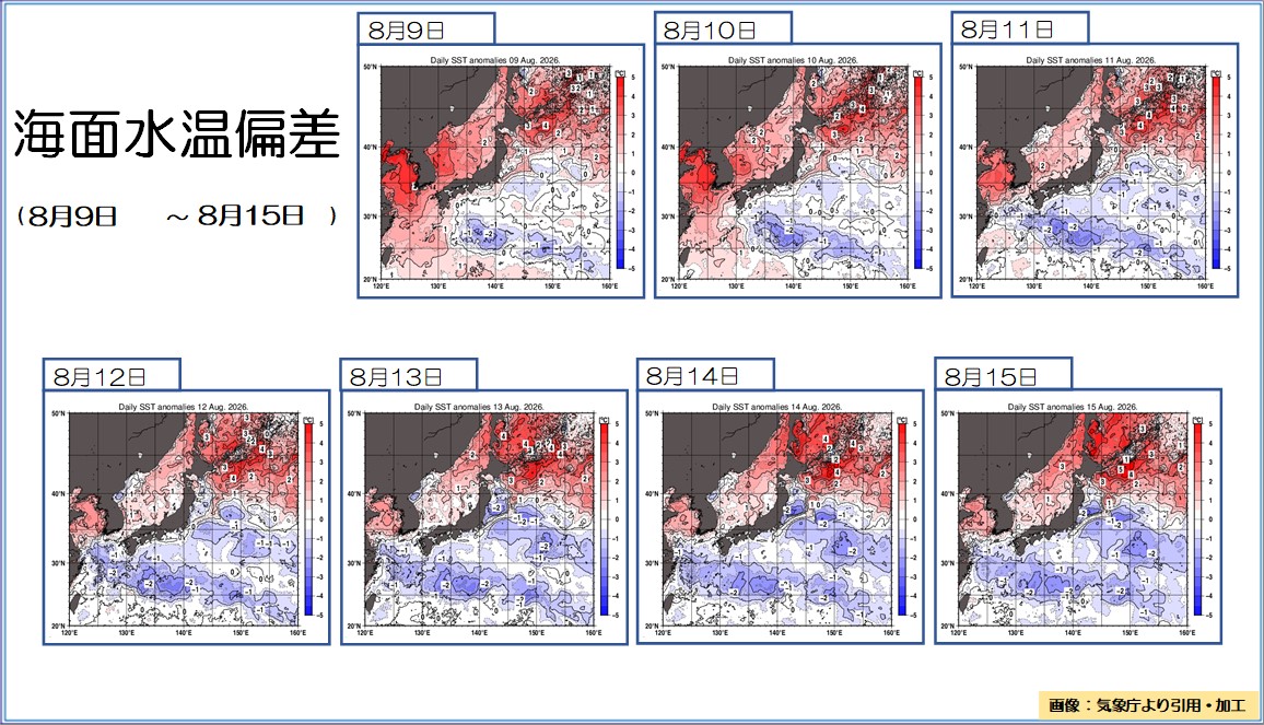 【海洋まとめ(2026年8月9日～8月15日)】台風15号通過後 東シナ海～関東沖の広い範囲で海面水温が低下