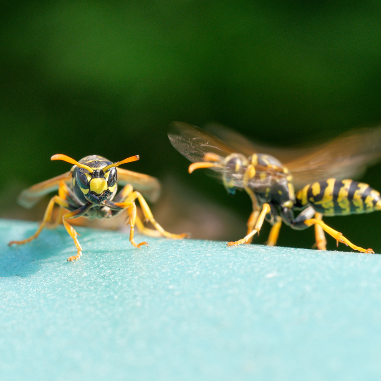 ‘They’re starting to swarm’: Wasp season is officially here, the ...