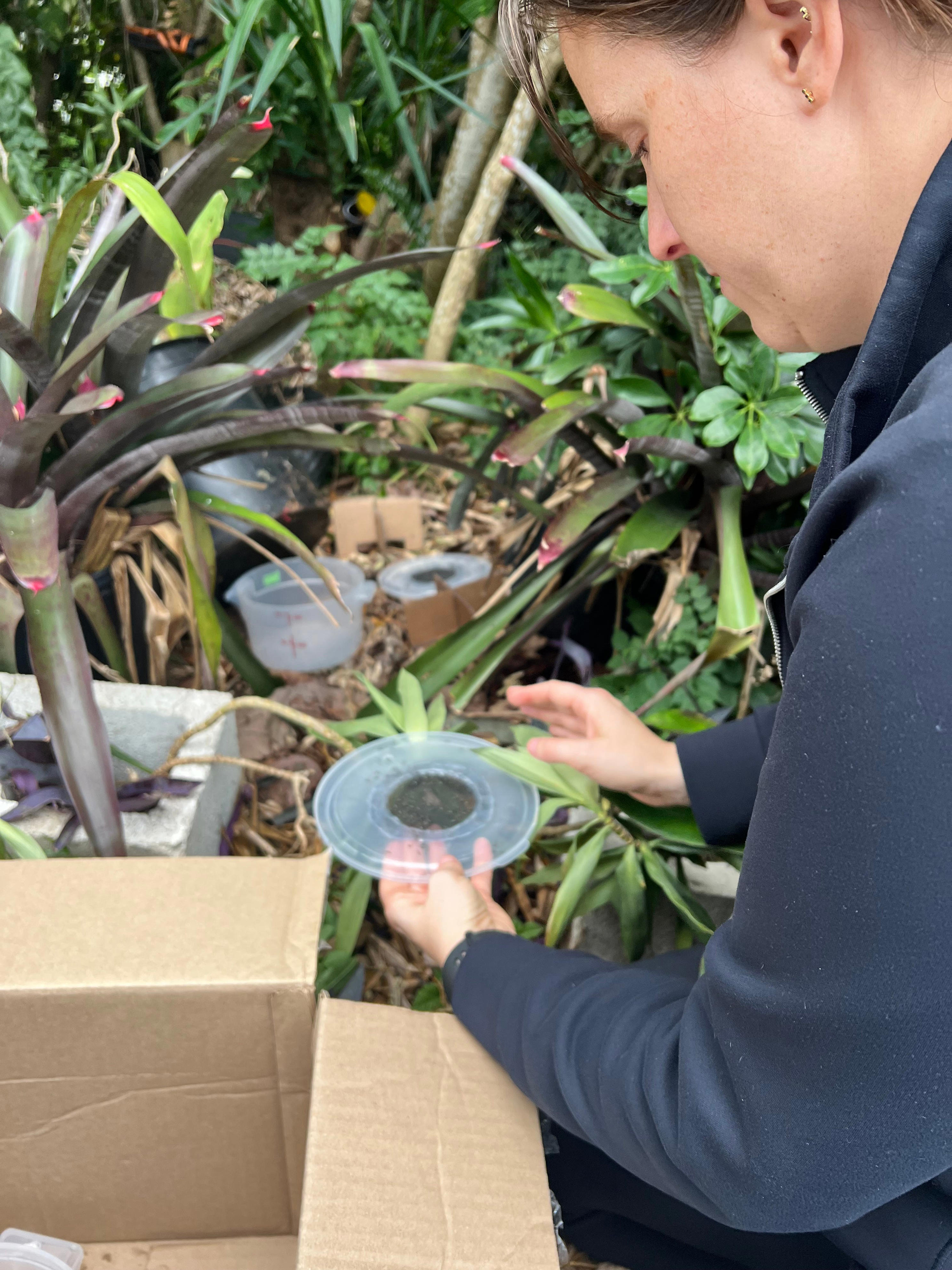 Dengue fever returns to Brevard
