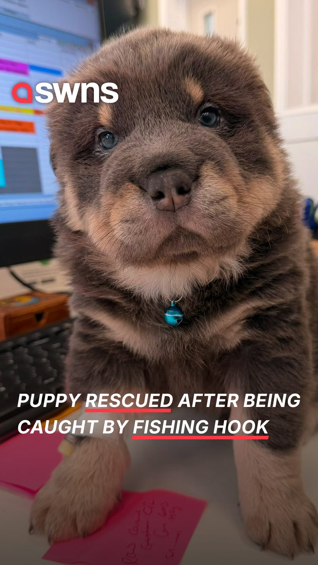 Puppy rescued after being caught by fishing hook