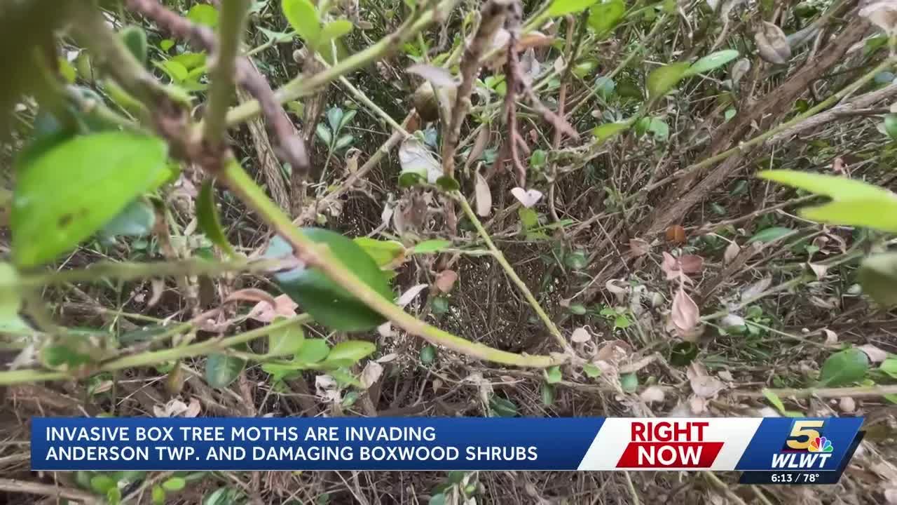 Box tree moth invasion threatens Anderson Township shrubs