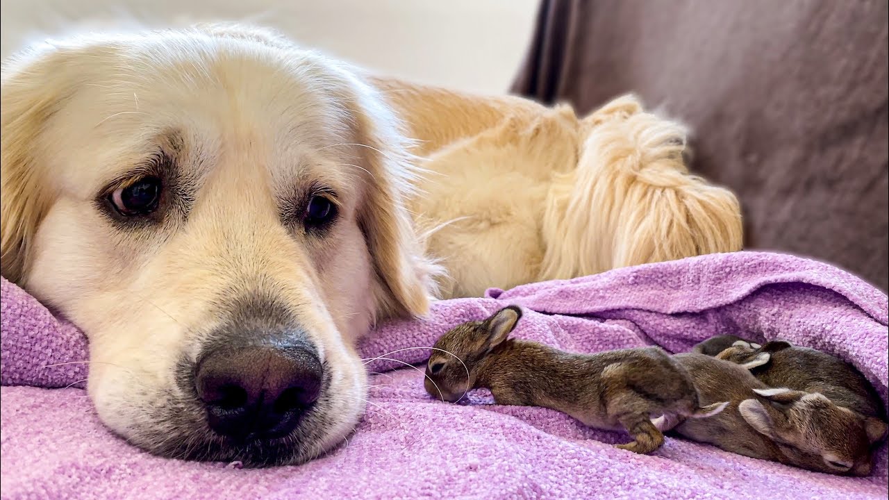 Golden retriever shares sweet moment with baby bunnies