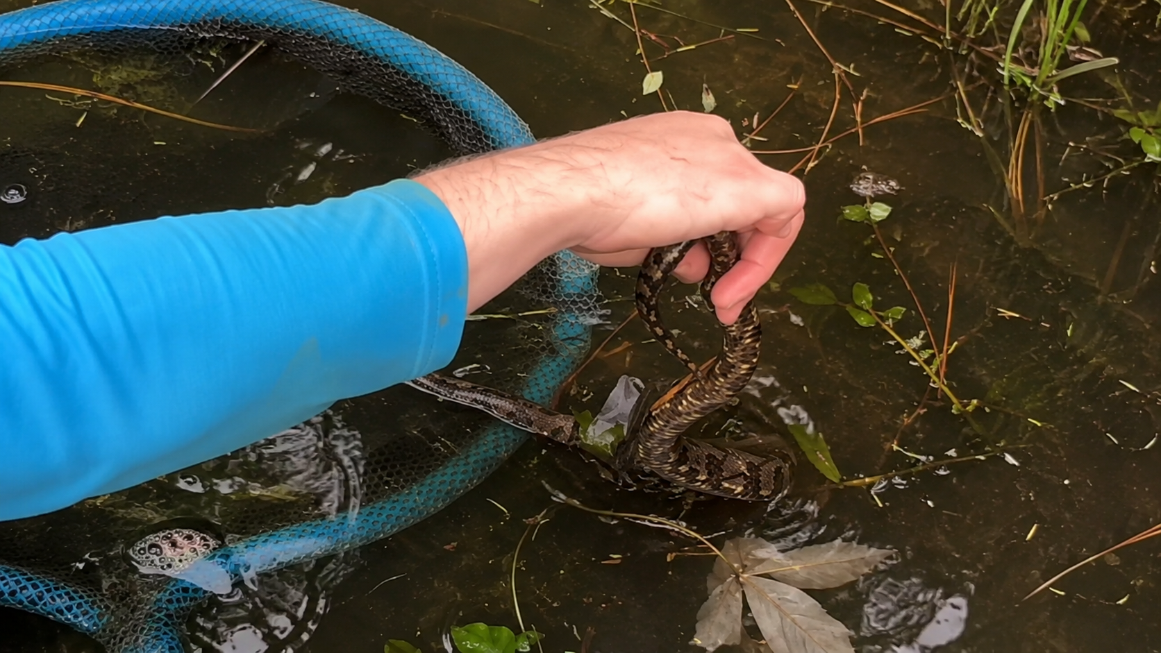 They thought it was just a quiet fishing pond until snakes started ...