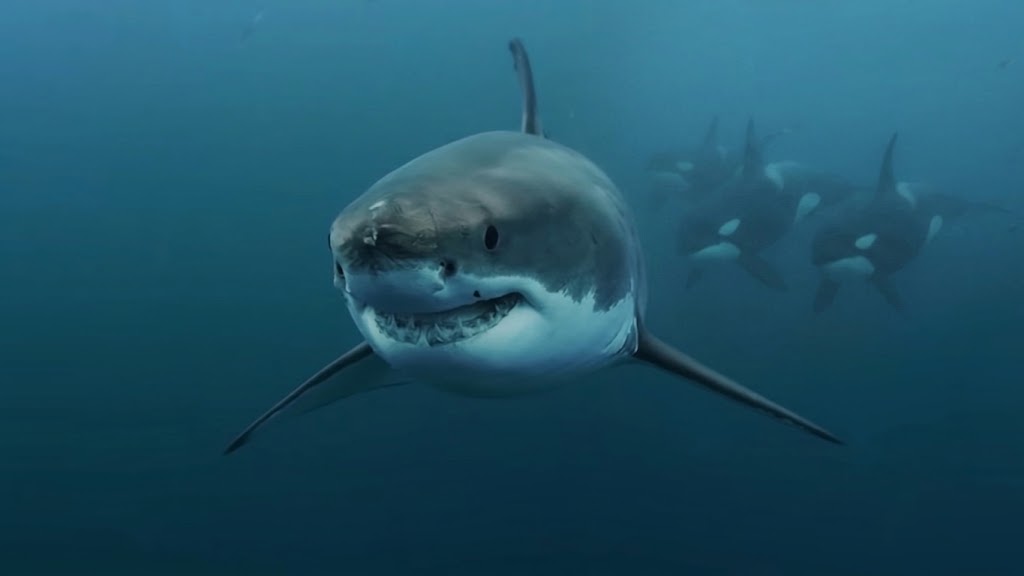 Nature really didn't need to make orcas this overpowered - they flip ...