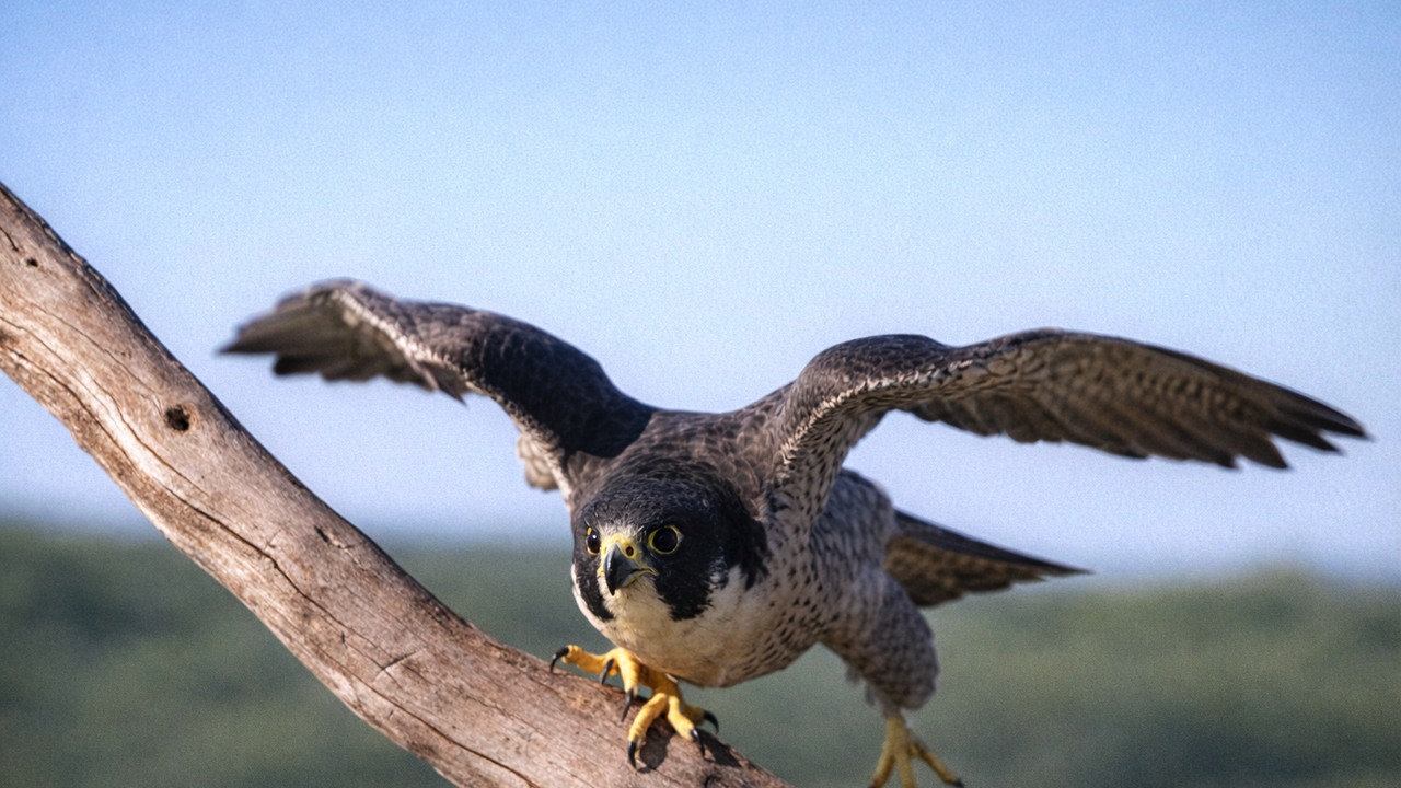 Watch how predator dives at over 300 km/h - and how the prey doesn't ...
