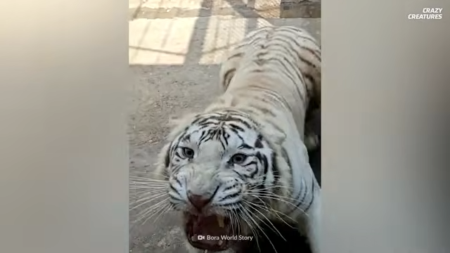 This tiger killed 436 people... then 300 villagers were sent to flush ...