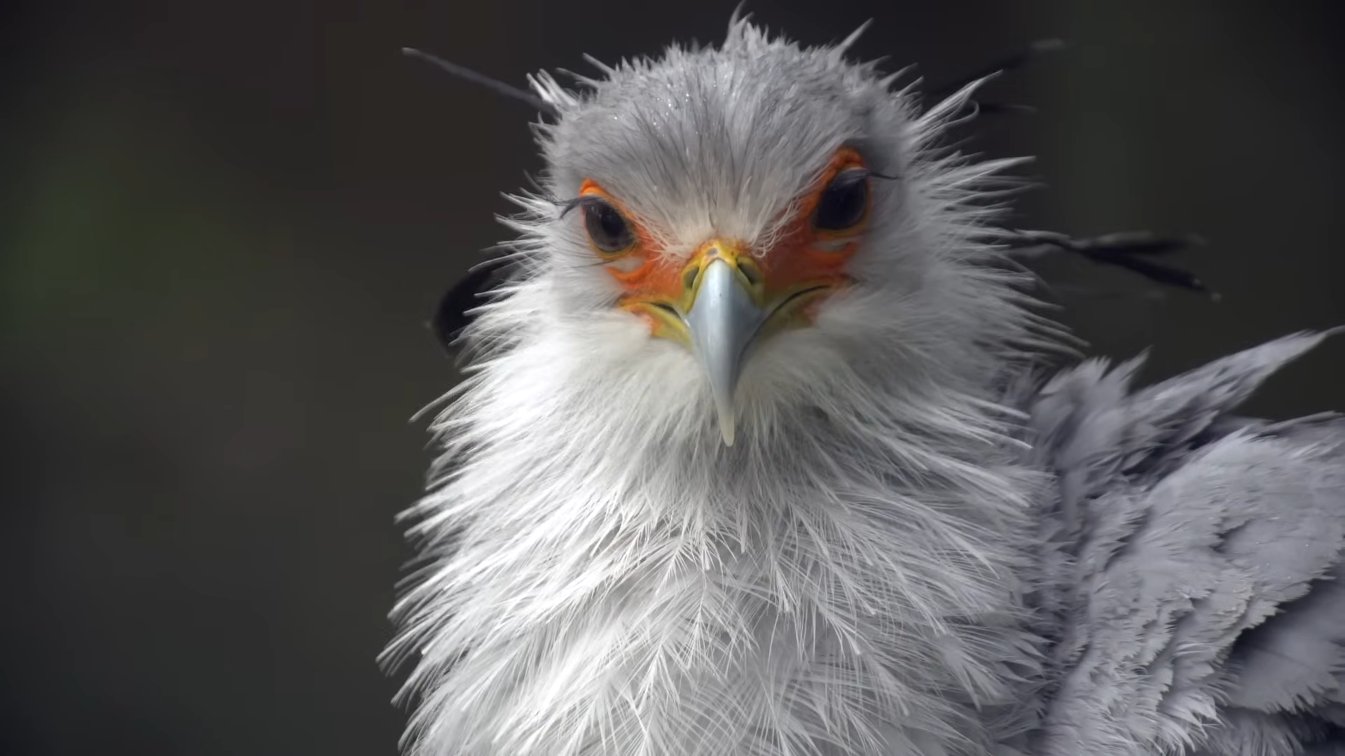 I bet you didn't know this bird exists - and how deadly it can be