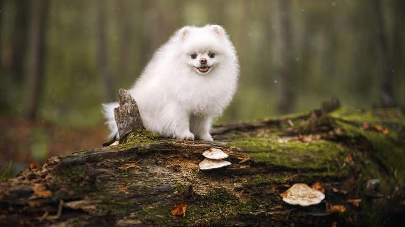 Understanding coprophagia in dogs and what to do about it