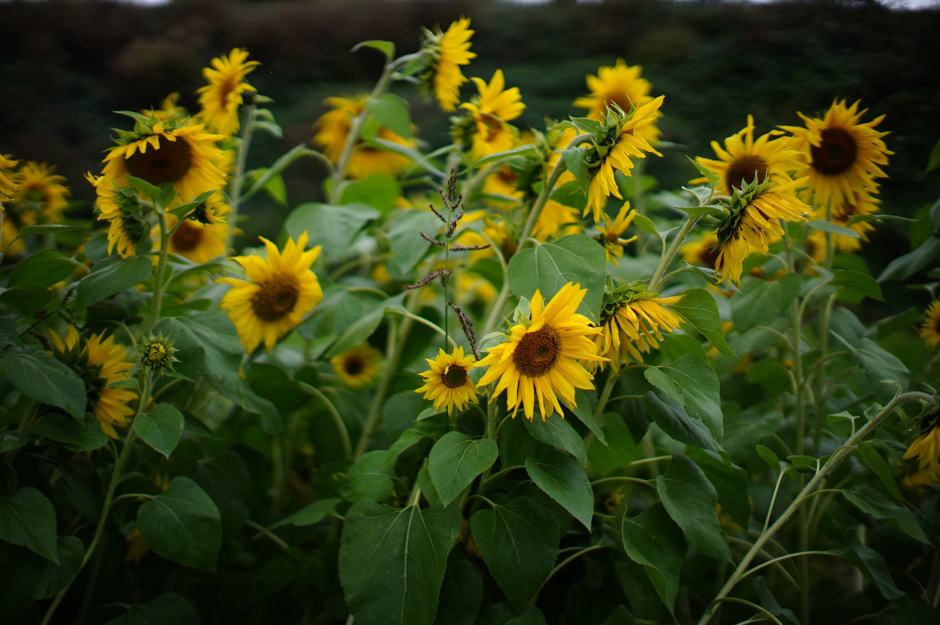 these-portland-area-farms-are-bursting-with-sunflowers-and-you-can
