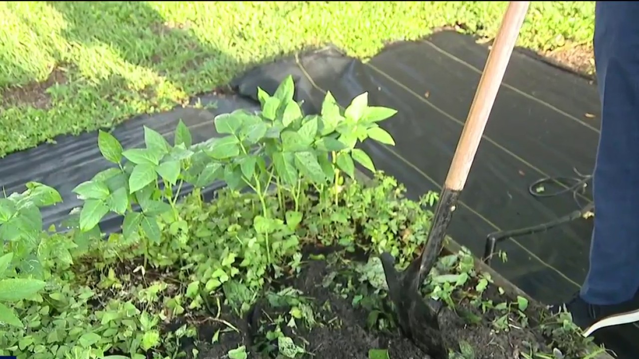 Prepping your garden for fall