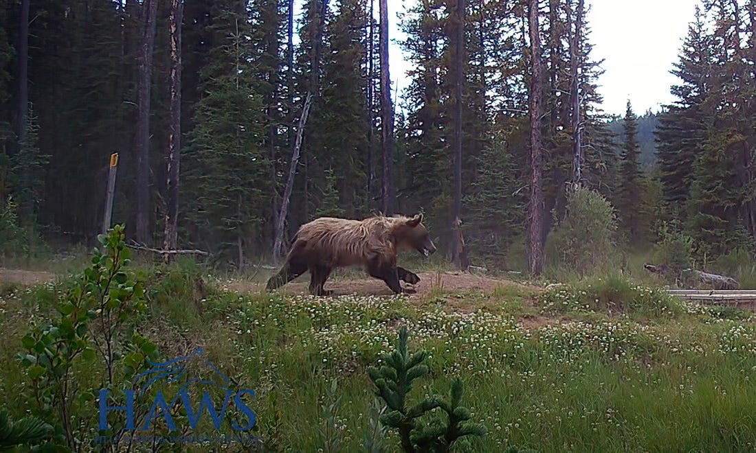 Grizzly bear tries to run down wild horses in vivd trail-cam footage