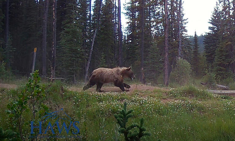 grizzly-bear-tries-to-run-down-wild-horses-in-vivd-trail-cam-footage