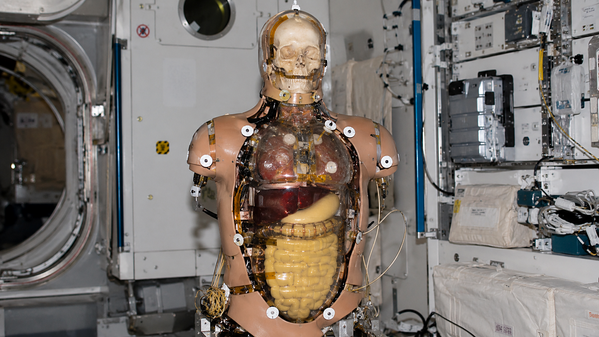 Fred, the phantom torso NASA secretly sent to orbit to map radiation ...