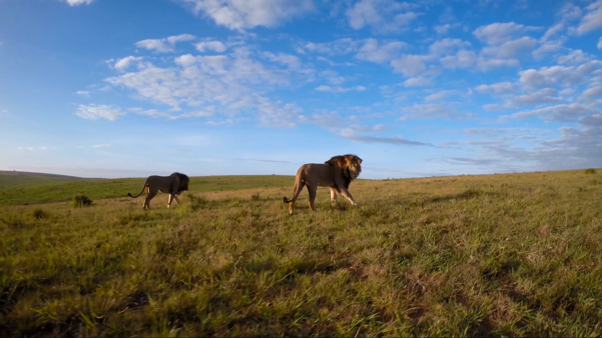 A tranquil drone exploration over the African savannah safari