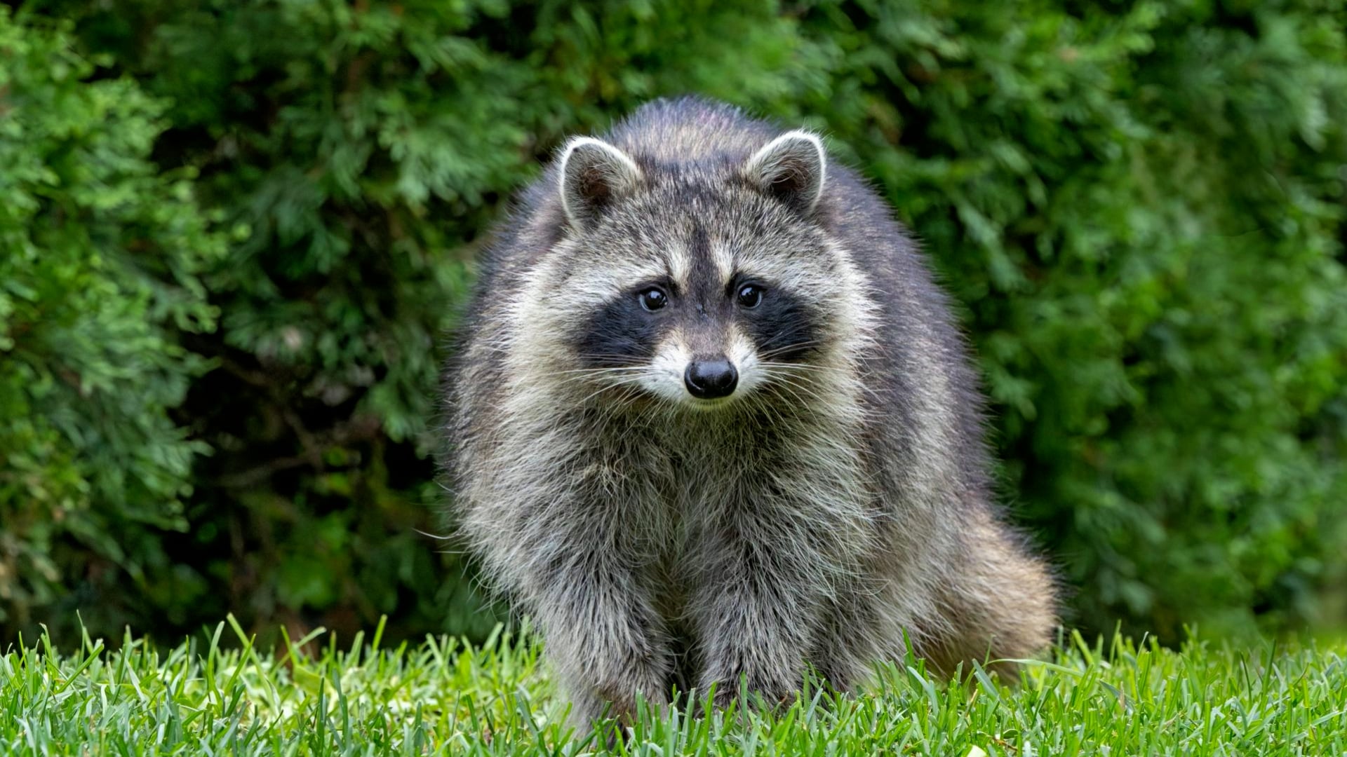 How to keep raccoons out of your yard without hurting them