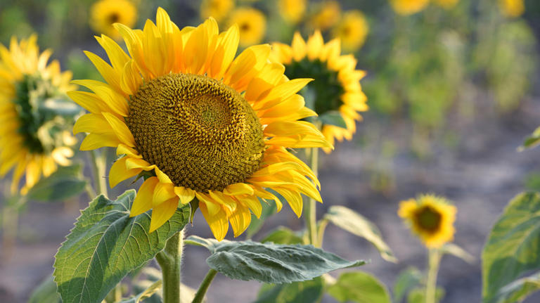 diy-sunflowers-that-keep-their-beauty-year-round