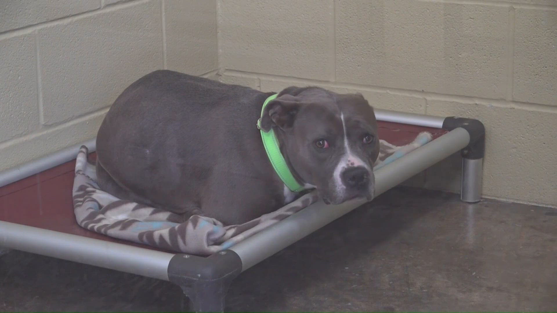 Concho Valley PAWS in need of donations and supplies