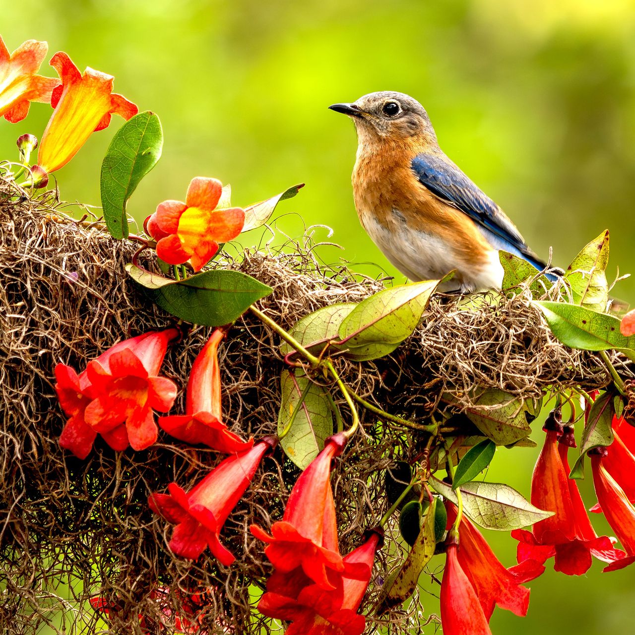 birds-need-these-7-plants-in-your-yard-before-fall-starts-for-vital