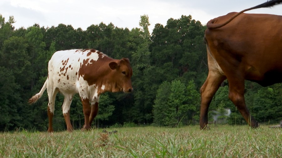 Gulf Coast cattle producers concerned about Trump's beef import plan
