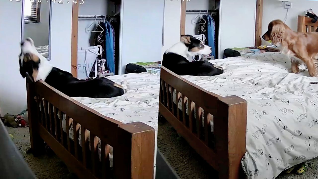 'Emotional support dog' comes to anxious dog's aid after hearing him ...