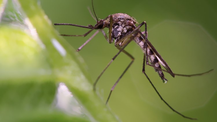 South Fulton park to be sprayed after mosquito trap tests positive for West Nile virus