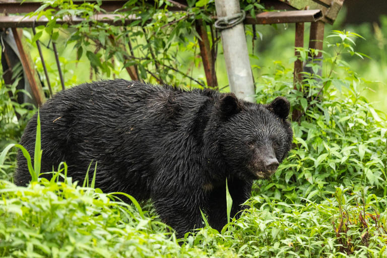 Of the 14,000 bears culled, 12,000 were Asiatic black bears, which are deemed vulnerable to extinction, with fewer than 60,000 estimated to be remaining worldwide. Photograph: petesphotography/Getty Images/iStockphoto