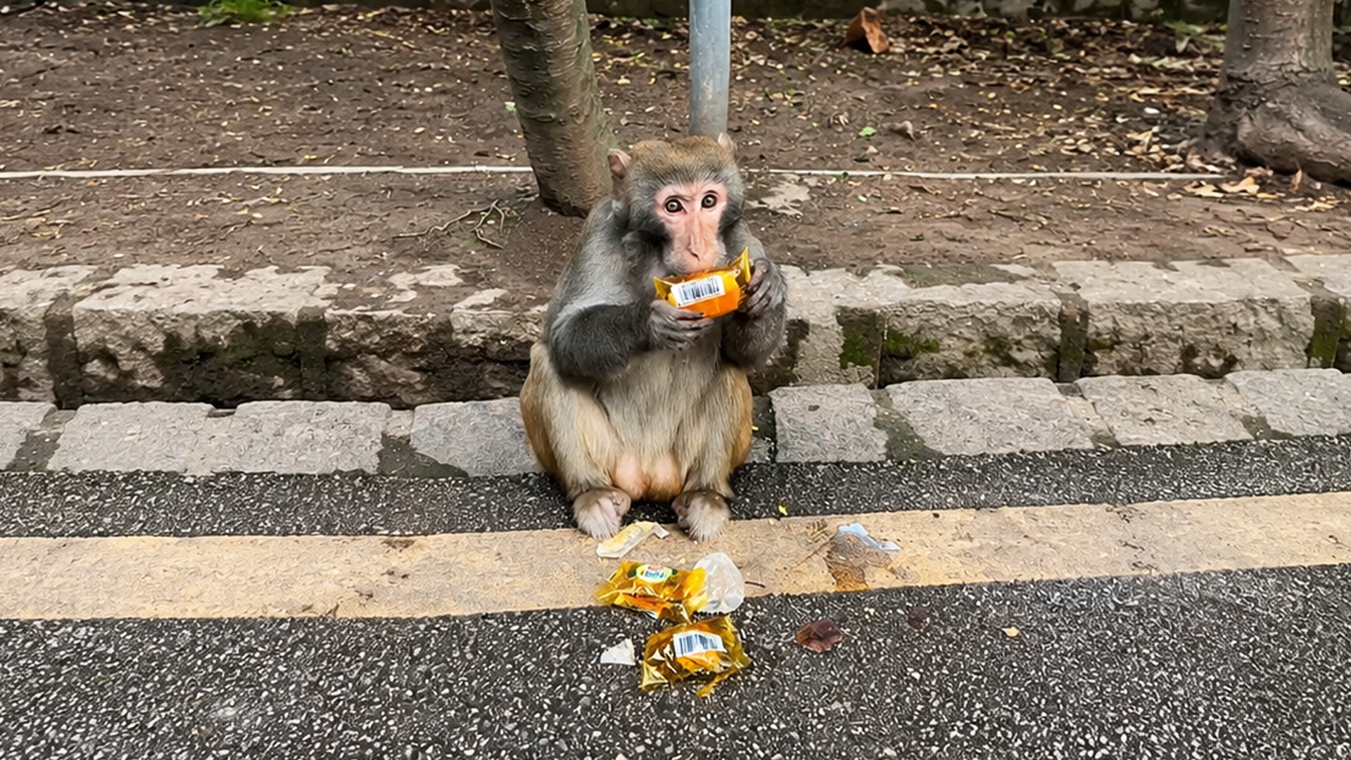 Hongerige aap geniet van een snack langs de weg