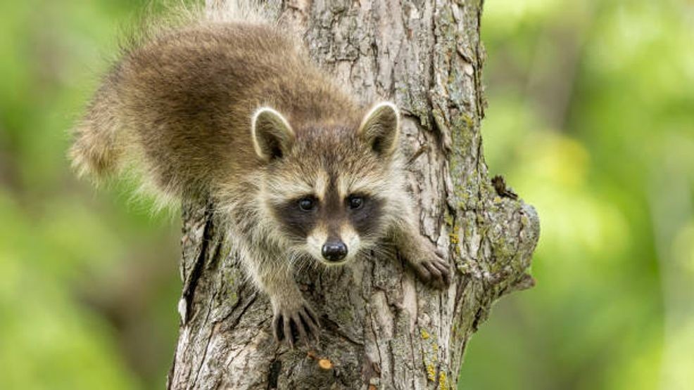 Rabies detected in Hollywood Park racoon, second in Bexar County