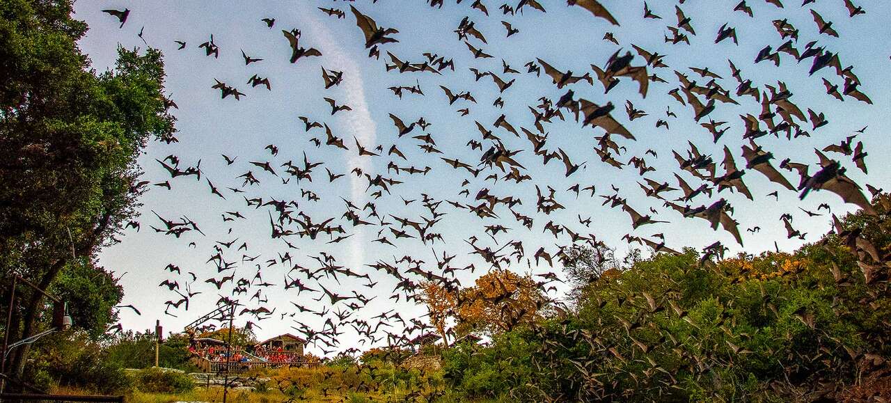 You only have weeks to catch this 3 million-bat Texas spectacle