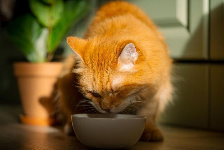 The 5 best water additives for your cat's teeth