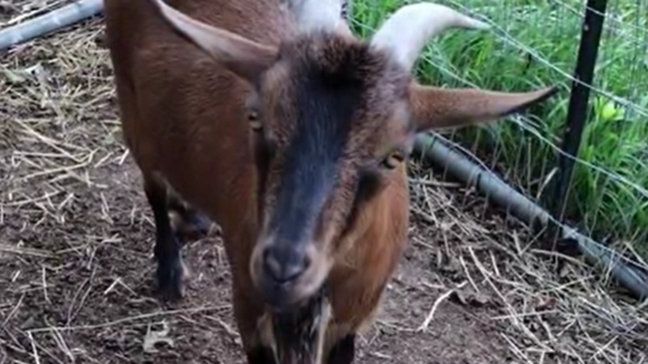 'Search in your backyards:' Montgomery County animal sanctuary searches for missing goat