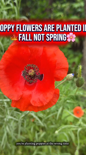 Simple garden ideas for a charming poppy flower display