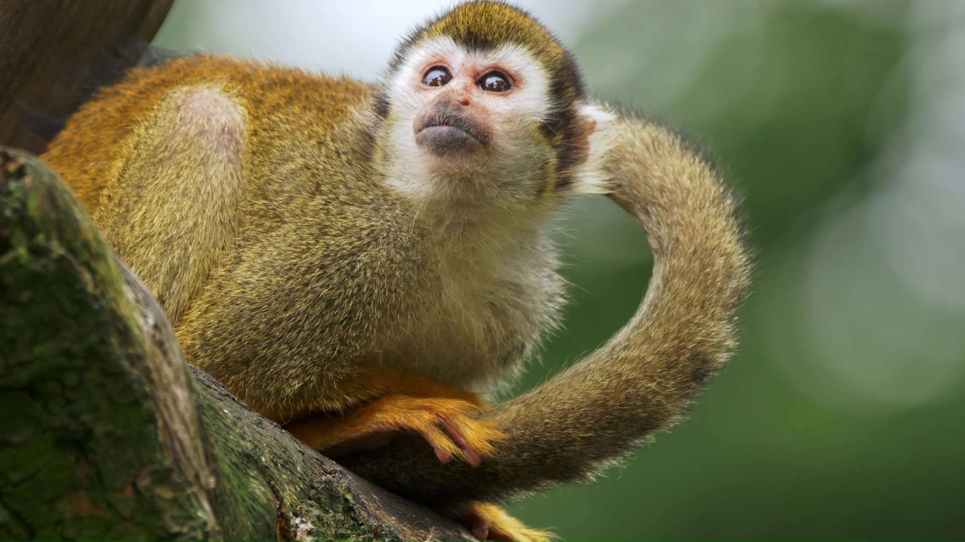 Een alerte doodshoofdaap scant de jungle om zich heen