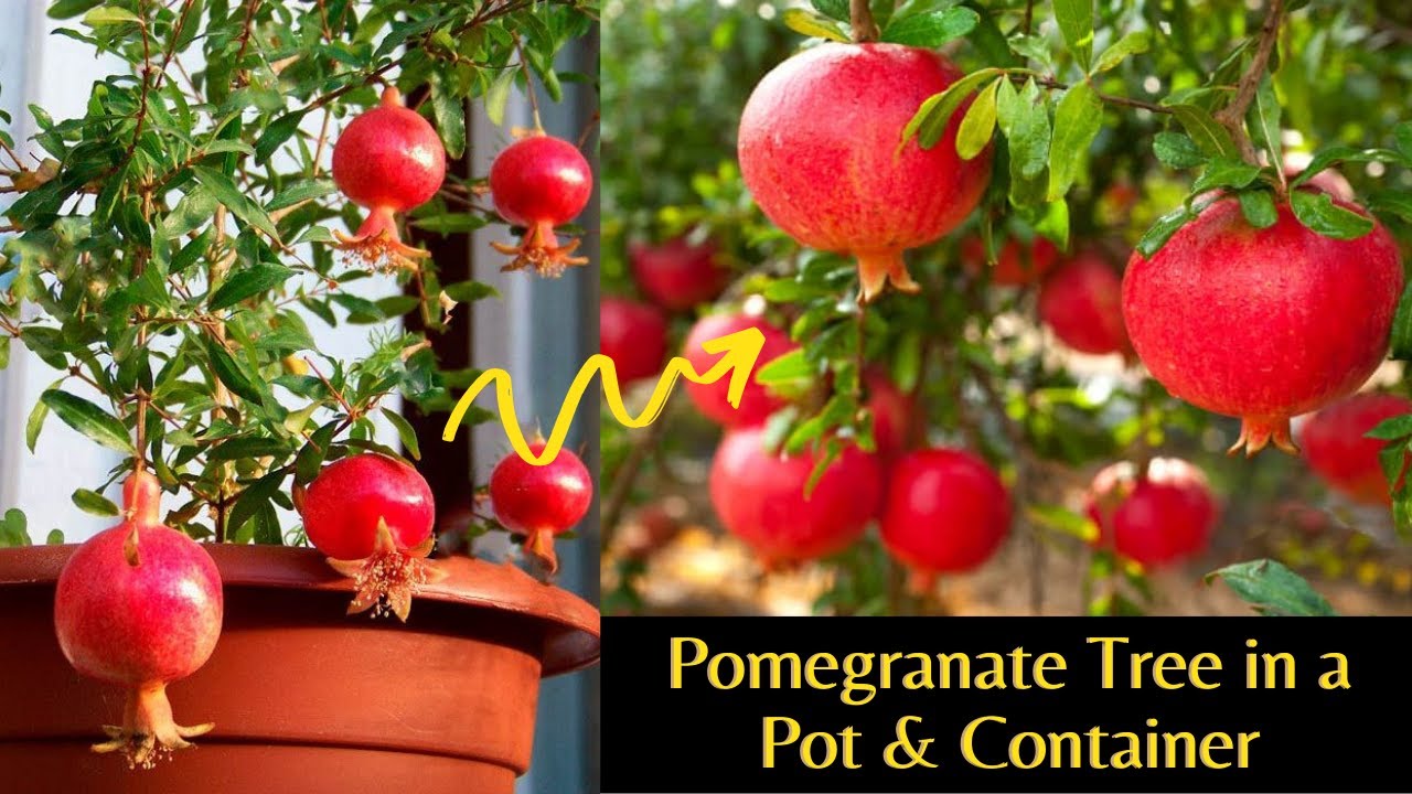 Pomegranate growing tips for pots and containers