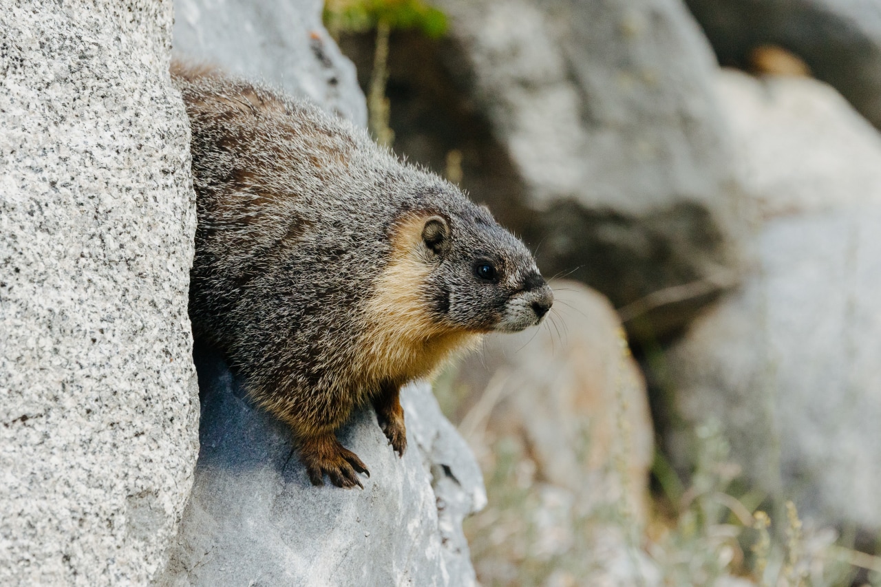 Marmots are terrorizing California hikers and stealing their shoes