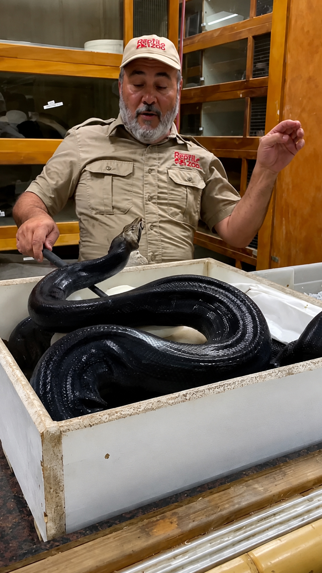 Watch why this protective python strikes out to keep her nest secure