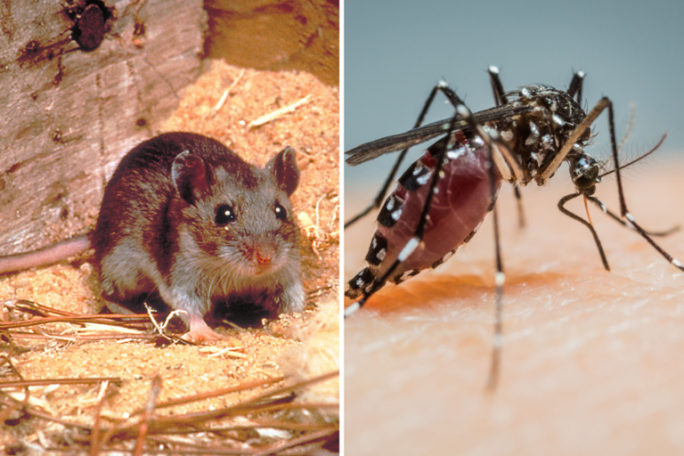 could-super-el-ni-o-trigger-more-disease-outbreaks-in-the-us