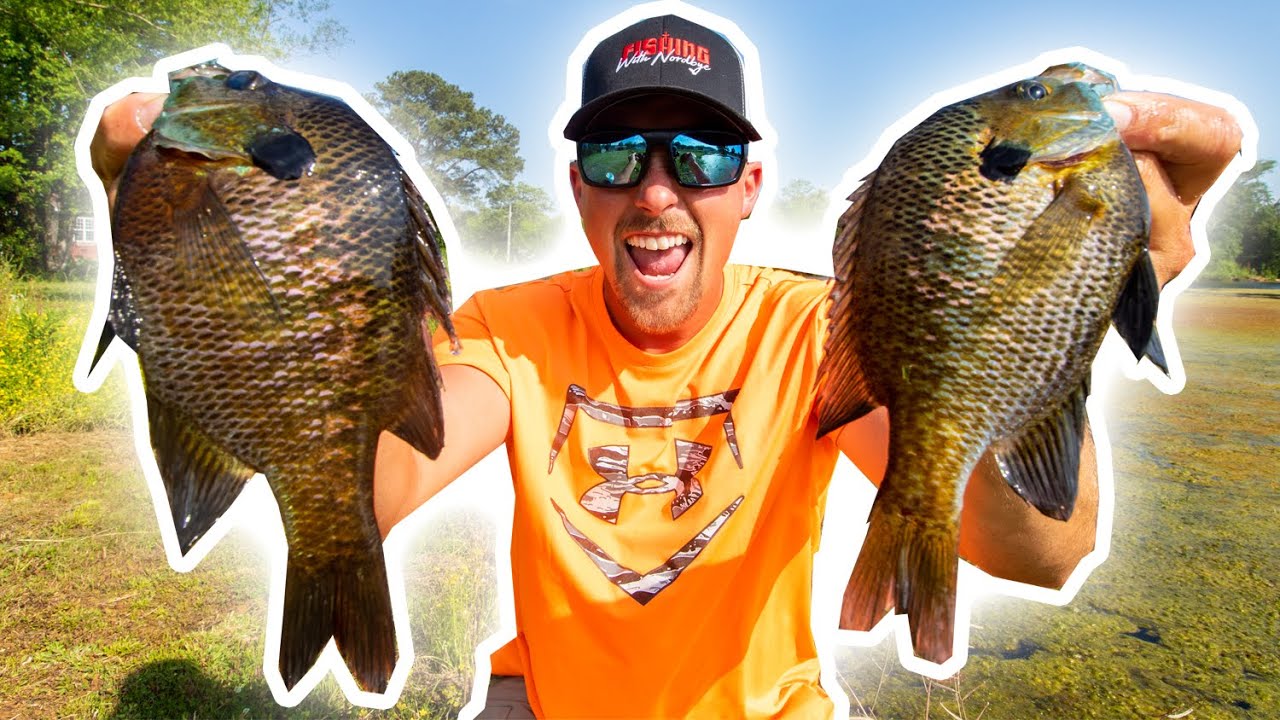 Bluegill fishing for dinner or pond stocking