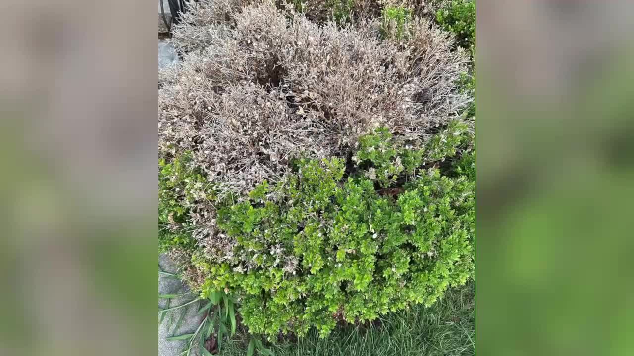 Are your boxwood shrubs turning brown? We spoke to gardening experts on ...