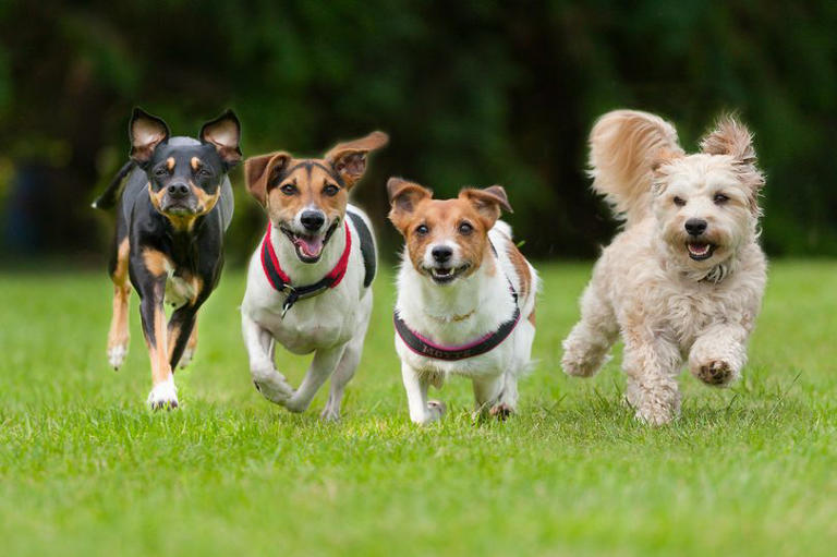 dogs-trust-unveils-most-popular-pet-names-this-year-see-full-list