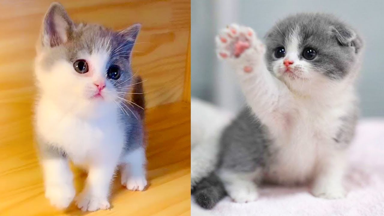 Tiny kittens have their own way of greeting