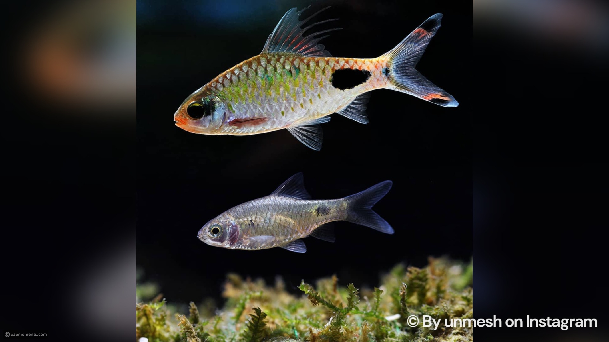 scientists-discover-a-fish-species-nobody-knew-existed
