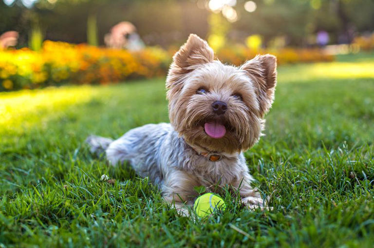 most-popular-dog-names-in-the-uk-see-if-your-pet-makes-top-ten