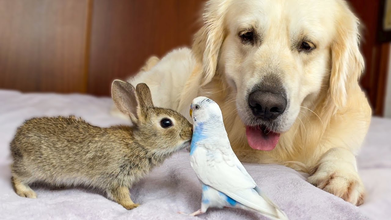 Baby bunny meets budgie beside golden retriever