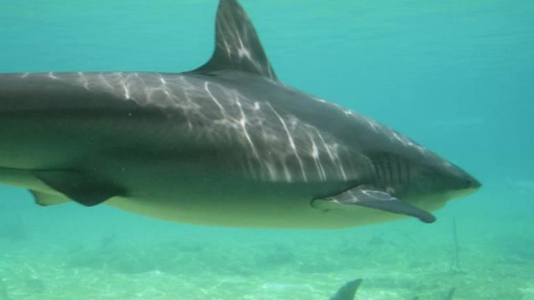 Tiburones